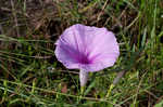 Saltmarsh morning-glory